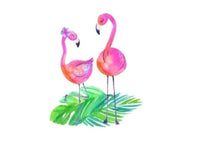 SDS - 180 Flamingos